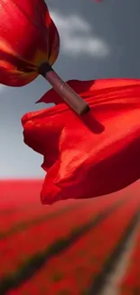 Vivid red tulips against a scenic field.