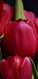 Red tulips mobile wallpaper with green leaves on a dark background.