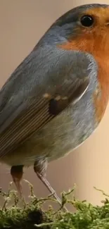 Vibrant robin perched on lush green moss in nature.