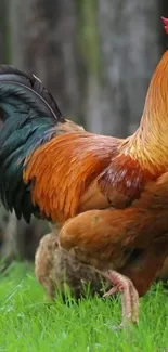 Vivid rooster standing in green grass.