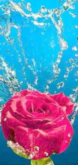 Pink rose with water splash on blue background.