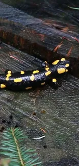 Black and yellow salamander on wet forest timber.