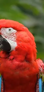 Vivid scarlet macaw with bright red feathers on a green backdrop.