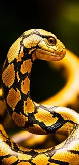 Close-up of a vibrant yellow snake with striking patterns on a blurred background.