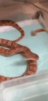 Vibrant snake on a light blue sheet, showcasing unique patterns.