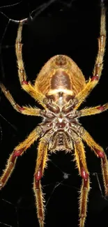 Close-up of a spider in its web with a dark background.