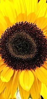 Vivid close-up of a sunflower with bright yellow petals.