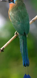 Colorful tropical bird perched on branch, vibrant green and blue plumage.