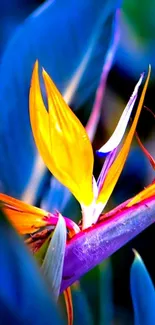 Vivid Bird of Paradise flower against blue foliage.