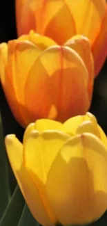 Close-up of vivid yellow and orange tulips in bloom.