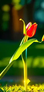 A vibrant tulip illuminated by sunlight in a green garden setting.