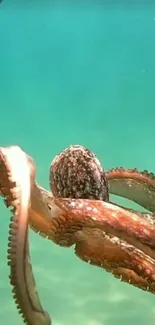 Vibrant octopus swimming undersea in turquoise waters.