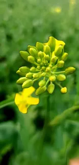 Close-up of yellow flower against a green backdrop, suitable for mobile wallpaper.