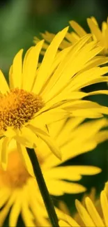 Close-up of vibrant yellow flowers in full bloom.