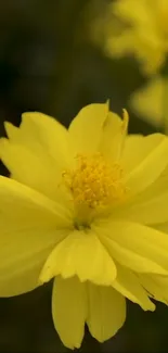 Close-up of a vibrant yellow flower blossom in focus.