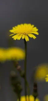 Yellow flower in focus with blurred background, perfect for mobile wallpaper.