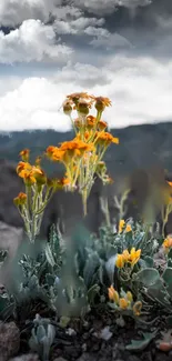 Yellow flowers with cloudy sky and mountains in background.