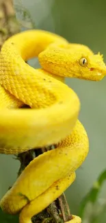 Close-up of a vivid yellow snake on a branch, striking and colorful.