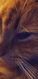 Close-up of a ginger cat with warm tones and detailed whiskers.