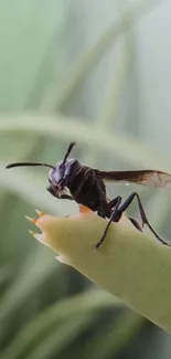 A wasp perched on a green plant, highlighting nature's beauty.