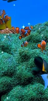 Water Anemone Fish Vertebrate Live Wallpaper