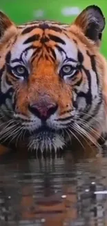 Tiger peacefully resting in water with reflection.