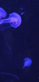 Water Bioluminescence Jellyfish Live Wallpaper