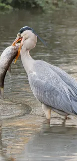 Water Bird Beak Live Wallpaper