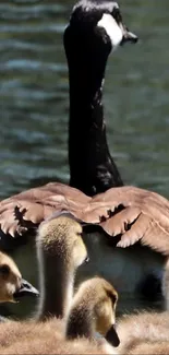 Goose with goslings by the water, nature scene.