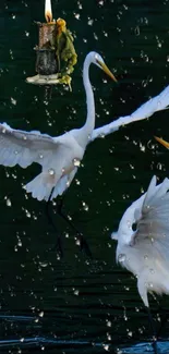 Water Bird Vertebrate Live Wallpaper