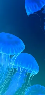 Water Blue Jellyfish Live Wallpaper