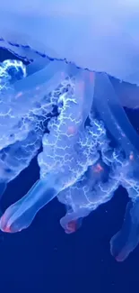 Water Blue Liquid Live Wallpaper