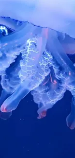 Water Blue Underwater Live Wallpaper