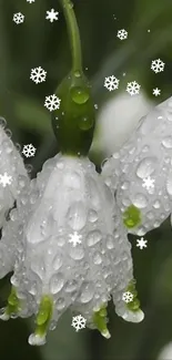 White flowers with water droplets and snowflakes on a green background.