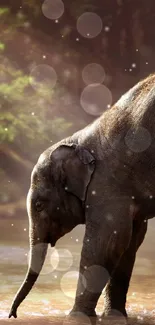 Water Elephant Light Live Wallpaper