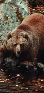 Water Eye Brown Bear Live Wallpaper