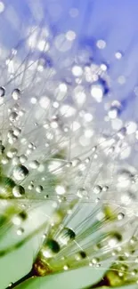 Water Flower Droplet Live Wallpaper