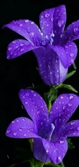 Water Flower Plant Live Wallpaper