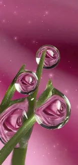 Water Flower Plant Live Wallpaper