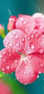 Water Flower Plant Live Wallpaper