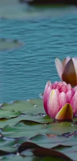 Water Flower Plant Live Wallpaper