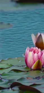 Water Flower Plant Live Wallpaper