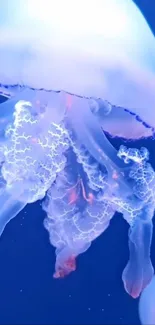 Water Jellyfish Liquid Live Wallpaper