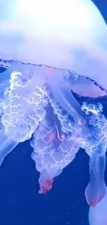 Water Jellyfish Liquid Live Wallpaper