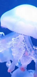 Water Jellyfish Liquid Live Wallpaper