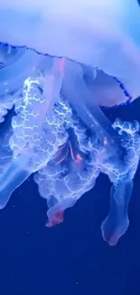 Water Jellyfish Liquid Live Wallpaper