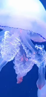 Water Jellyfish Marine Invertebrates Live Wallpaper