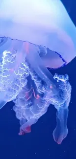 Water Jellyfish Marine Invertebrates Live Wallpaper