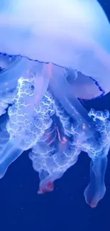 Water Jellyfish Marine Invertebrates Live Wallpaper