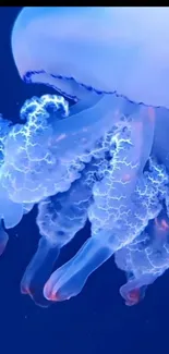 Water Jellyfish Marine Invertebrates Live Wallpaper